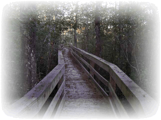 The boardwalk within Bucksville Oaks that leads to the Waccamaw River